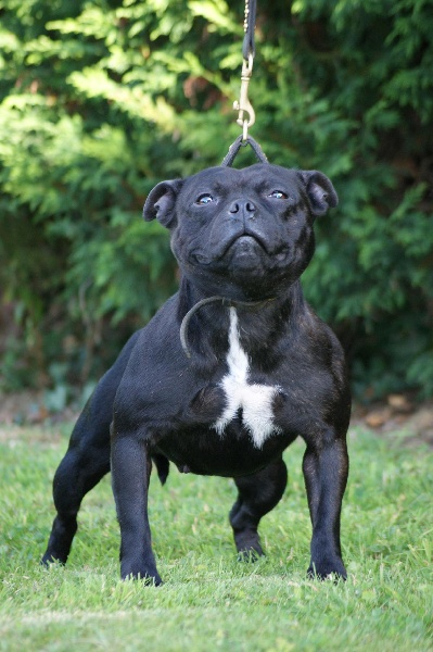 staffwize Hermione (import uk)